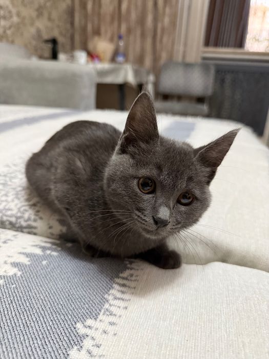 Отдадим котенка в хорошие руки