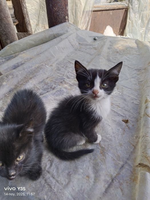 Mushukchalar hadiyaga