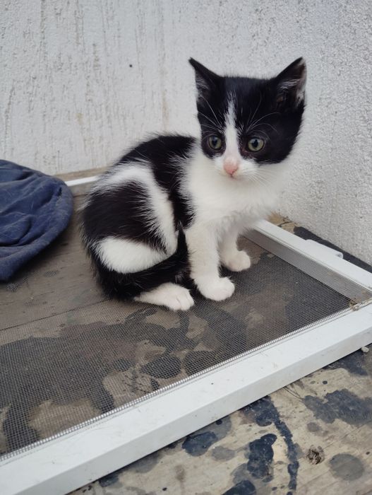 pisici pentru adoptie