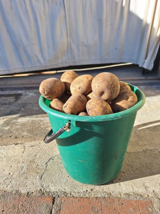Продам садовую картошку