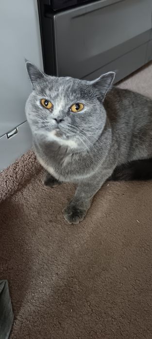 Skottish strayt mushuk, qiz bola