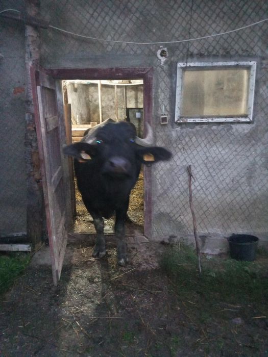 Vând o bivolita din cele 4