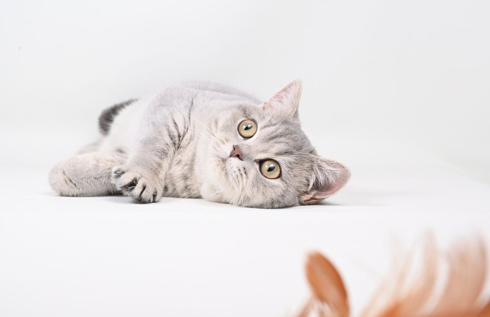 Pisicuța British  Shorthair blue tabby cu pedigree