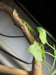 Soparla Phesulma Grandis Giant Day Gecko