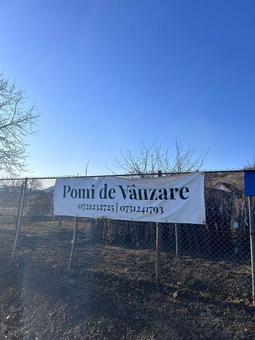 Vând pomi fructiferi