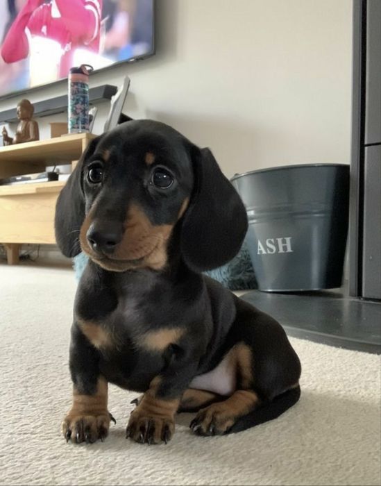 Teckel superb 1300 lei