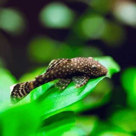 Pesti acvariu, pui Ancistrus, 1.5-3.0 cm