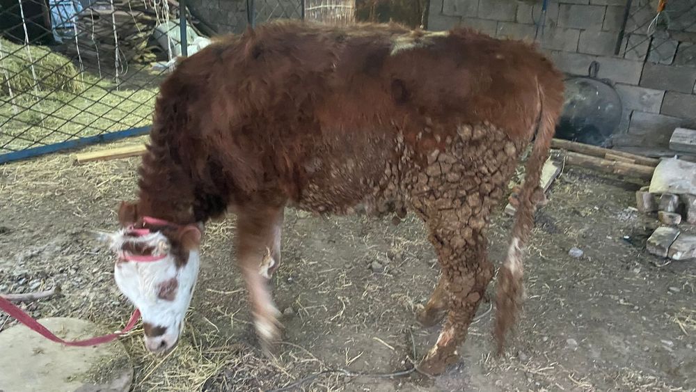 Бир туган сиыр,,