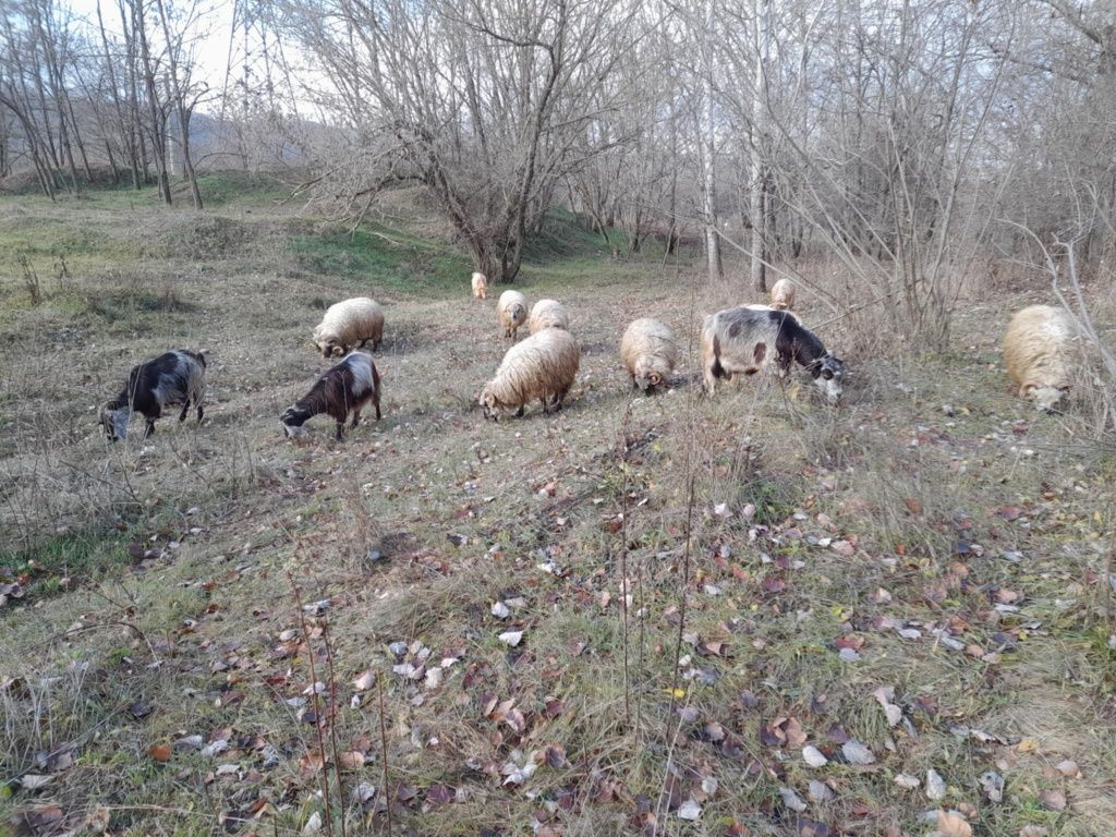 Vând vaca jungii capre iezi miei