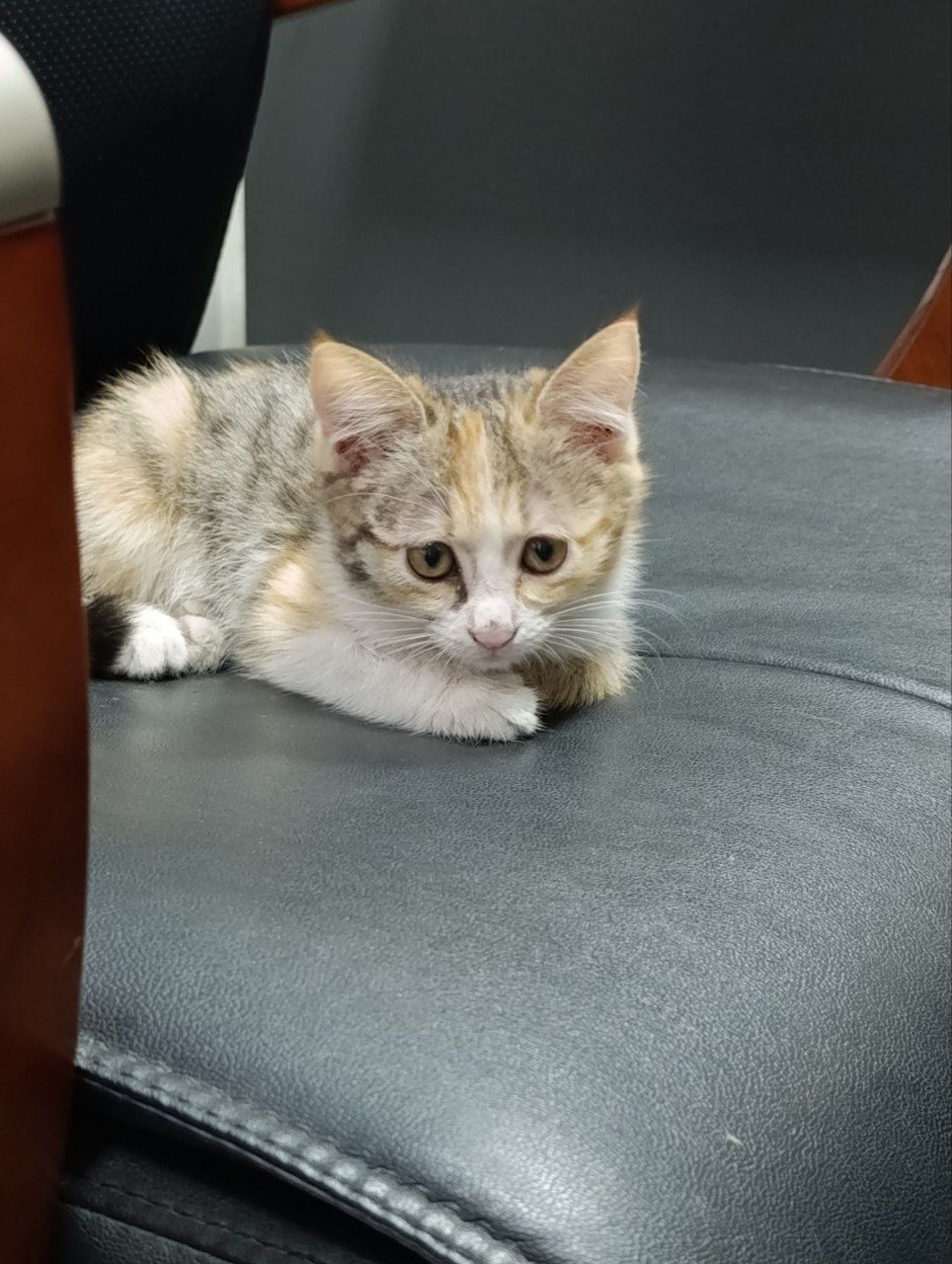 Пристаиваются котята