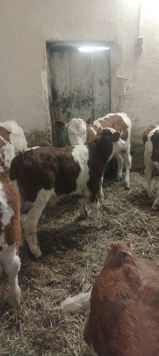 Vand vitei baltata românească