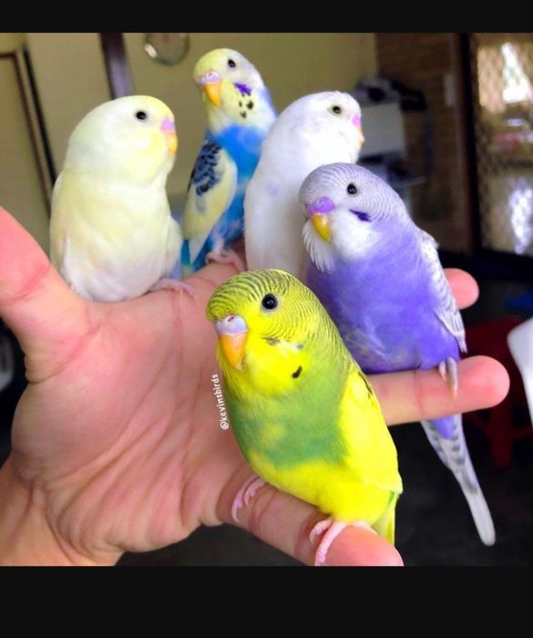 Волнистые попугаи птенцы