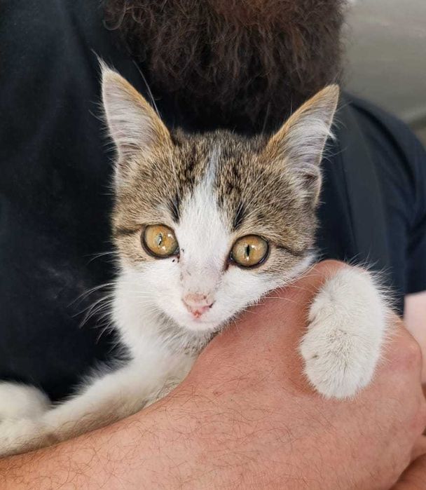 Котёнок девочка в добрые руки