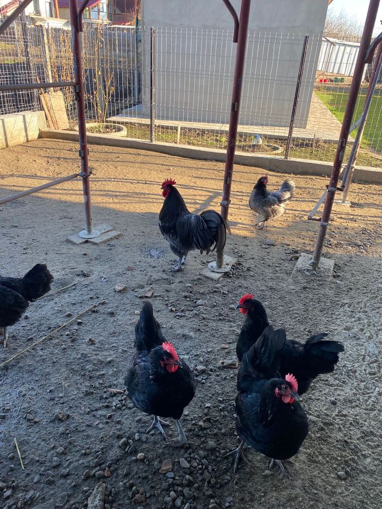 Oua australorp pentru incubat