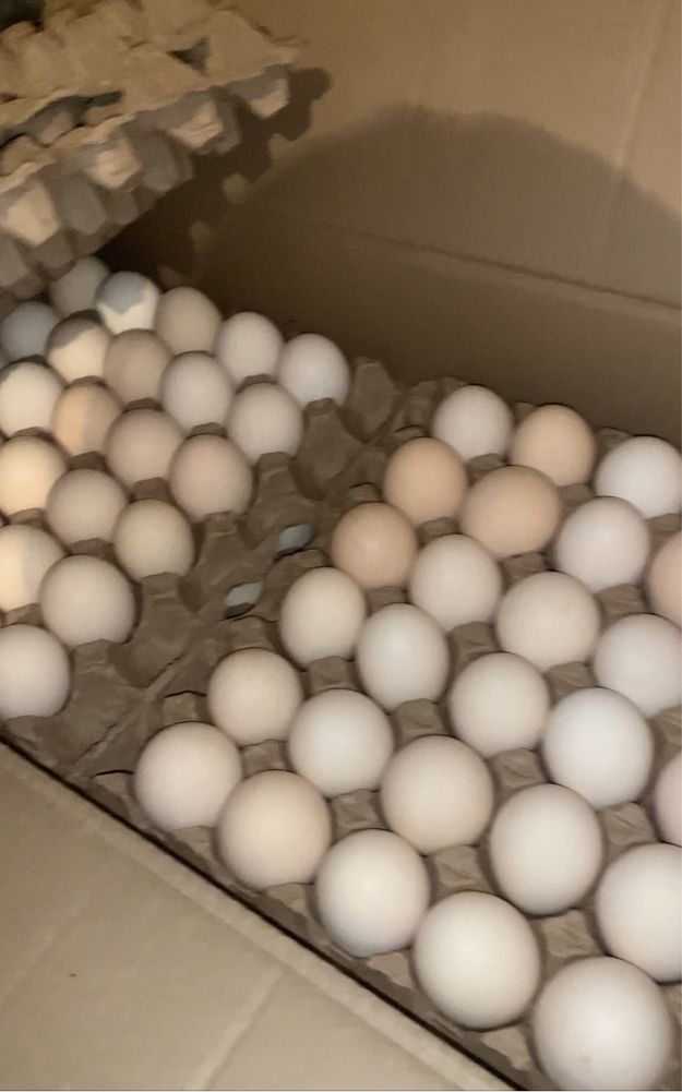 Инкубационные яйца Бройлер росс -308 молодка крупные