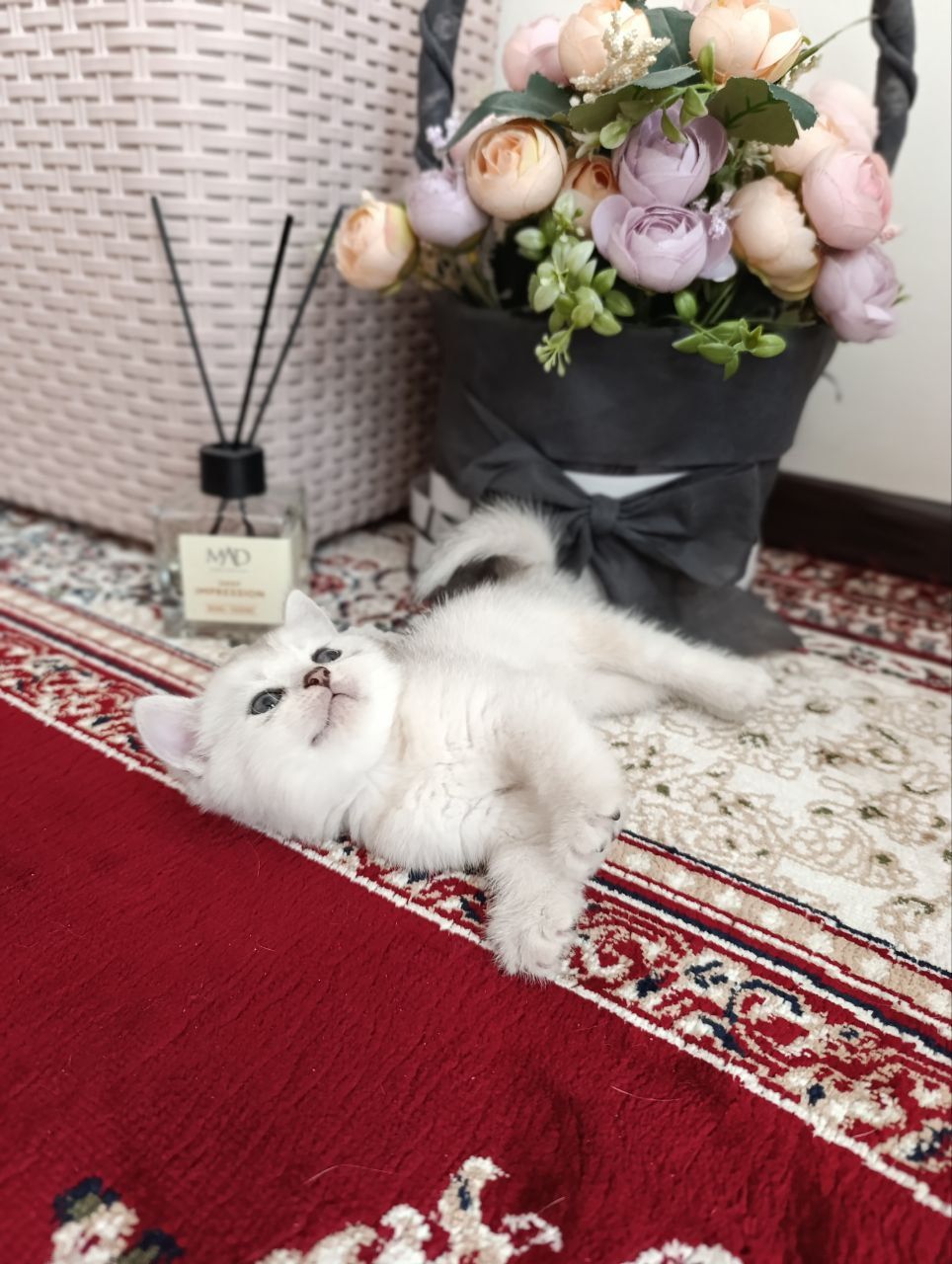 Срочно! Породистые котята в добрые руки


2. Очаровательные породис