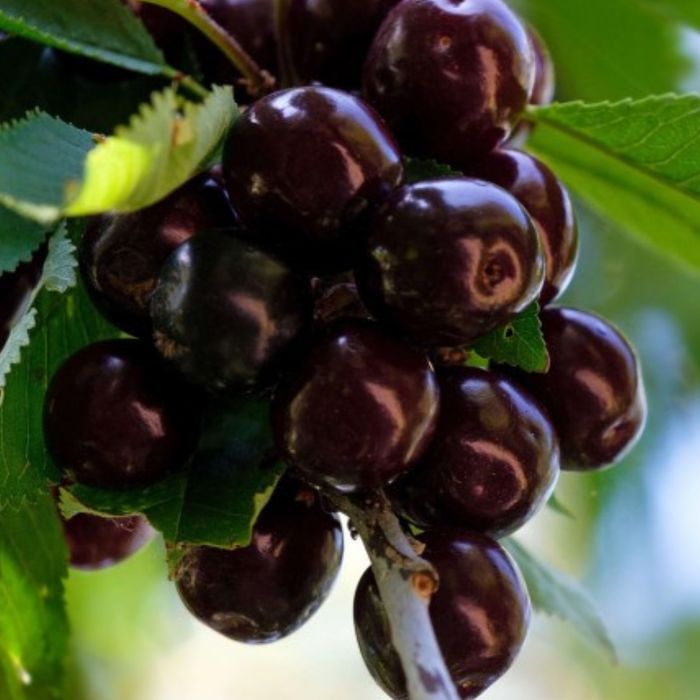 Visin(Soiul  Morela Neagra )