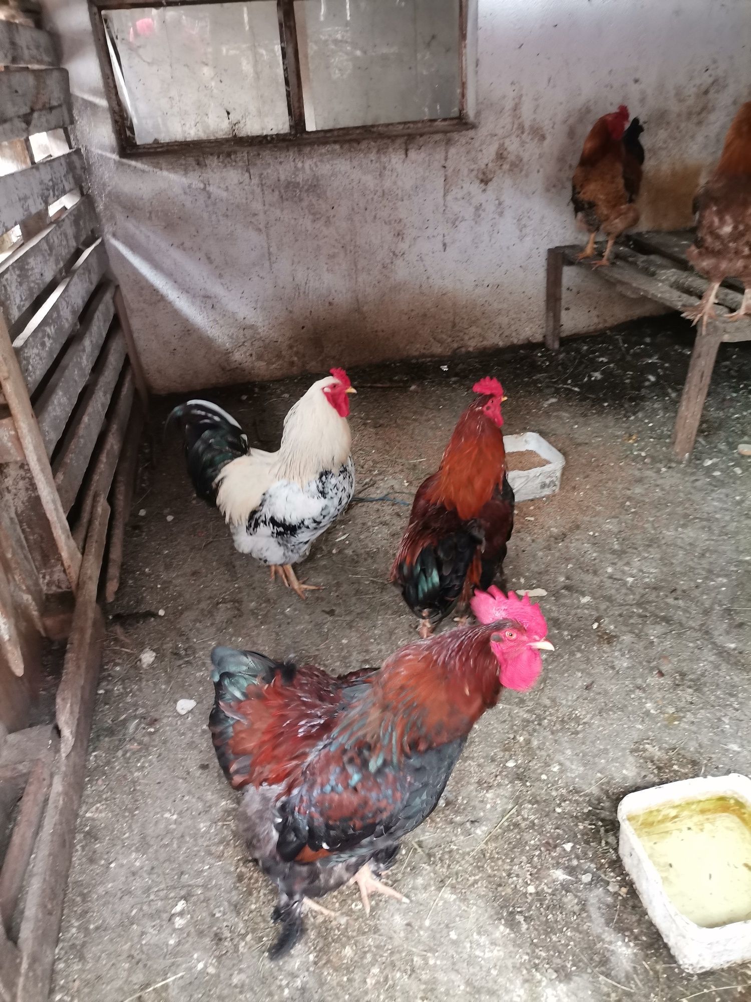 Продаване на петли