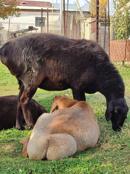 Семіз тохты қошқарлар