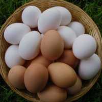 Яйца домашних кур, натурпродукт, всегда свежие.
