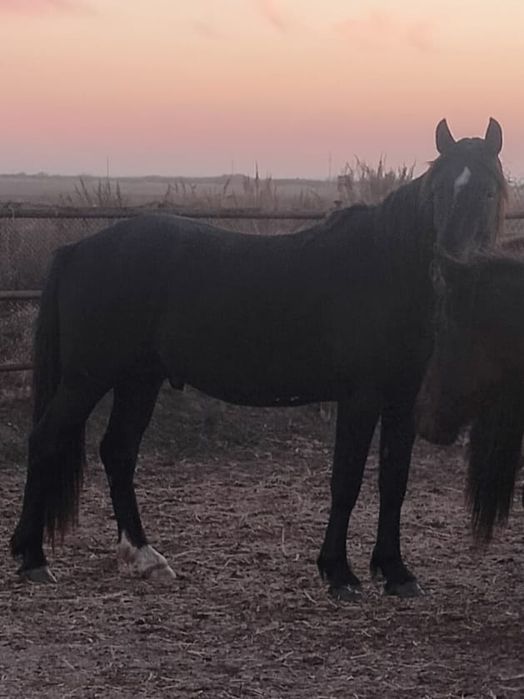 Продается ездовая лошадь