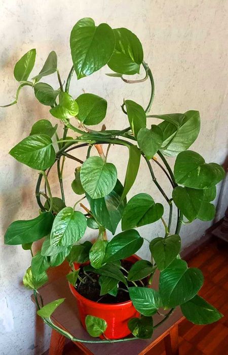 Продам. Эпипремнум - сциндапсус золотистый.