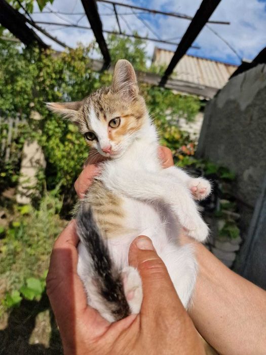 Четыре котенка,три брата и девчонка