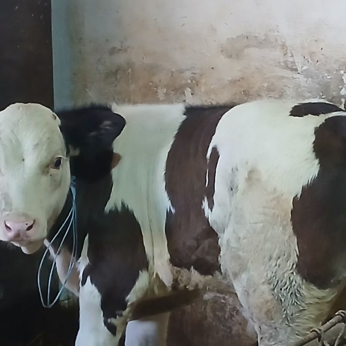 Vitei baltata românească
