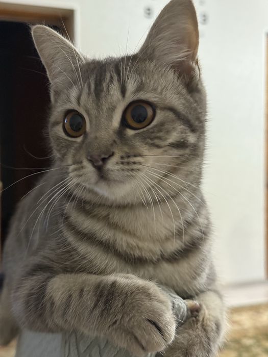 Кошка. Шотландский