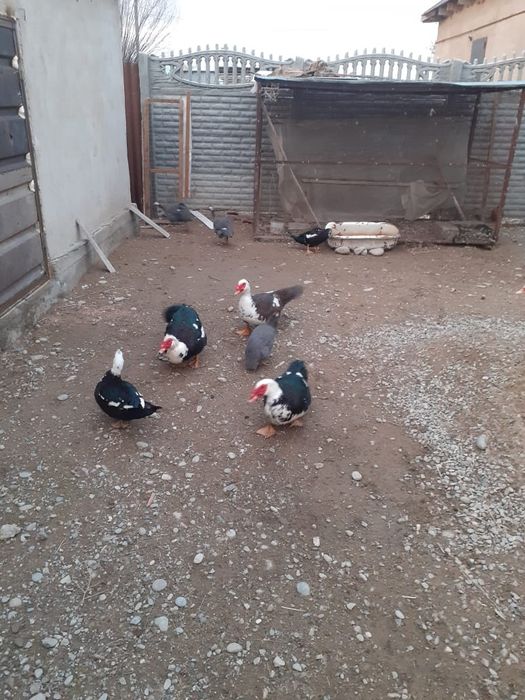 продажа шупыны и цисарка цена договорная