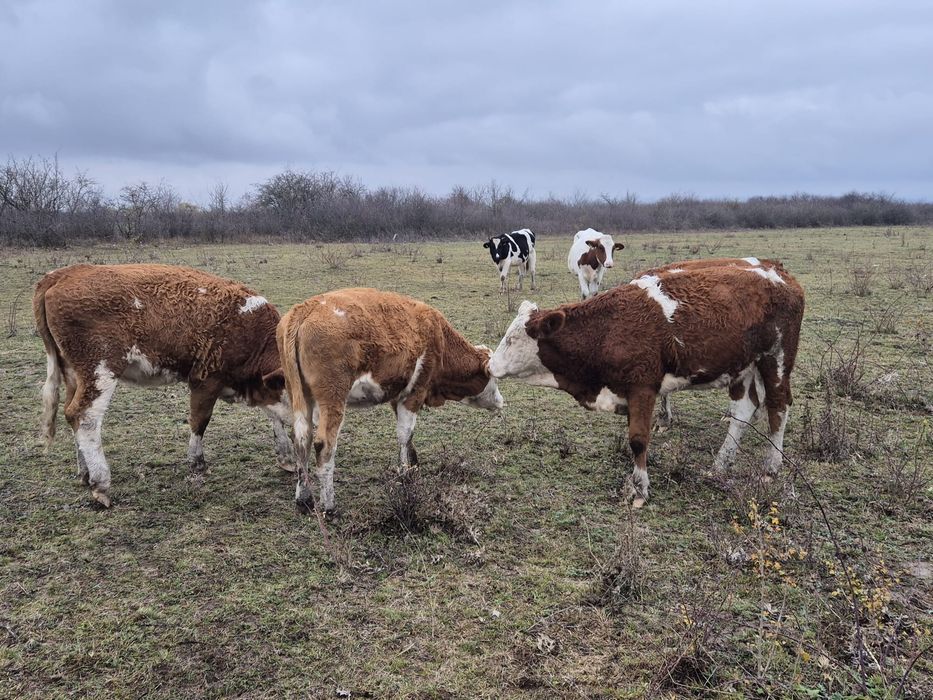 Vand 5 juninci,vitele,vaci