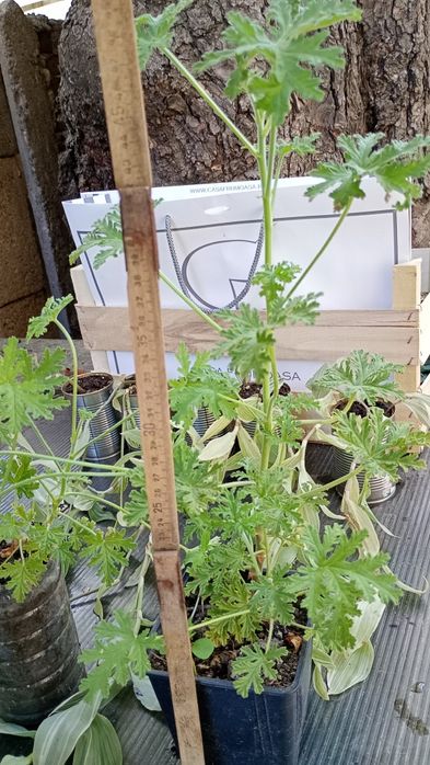Drusaim planta in ghiveci