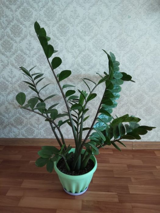 Доллор цветы продам срочно
