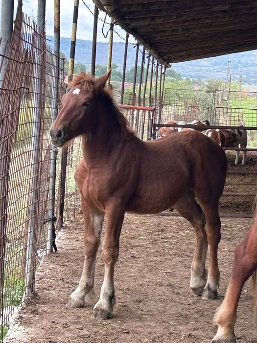 Vând Mânză (vârsta 5 luni)