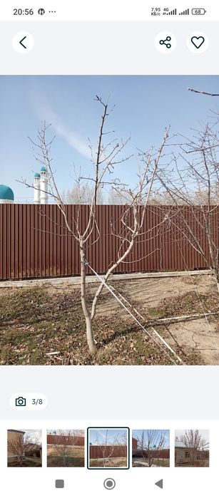 Обрезка плодовых деревьев