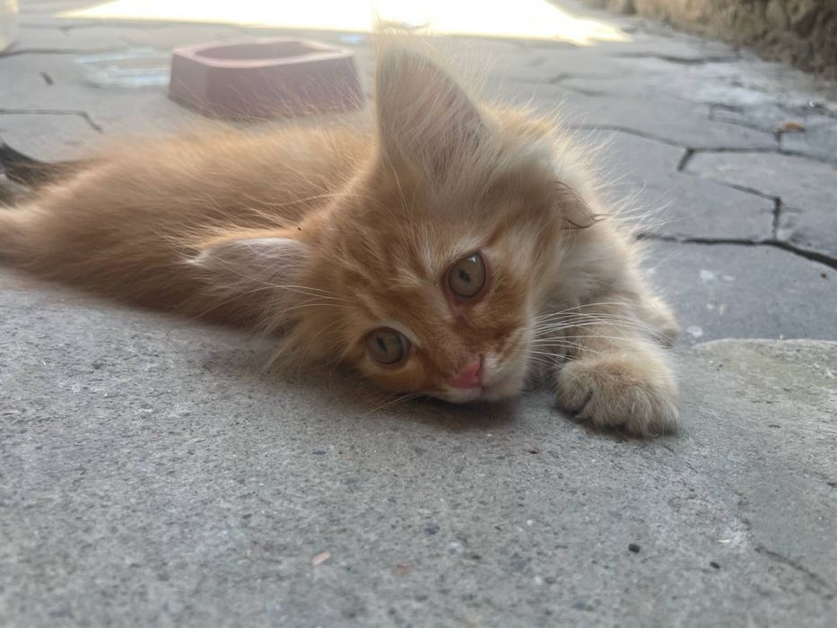 Отдам котенка с мамой