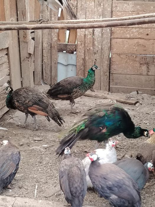 Vând păun spalding