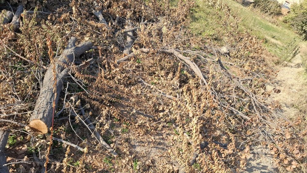 Залдори утинлари сотилади