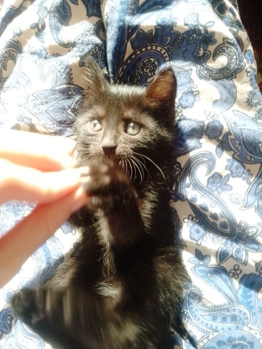 Mushukchalar beriladi