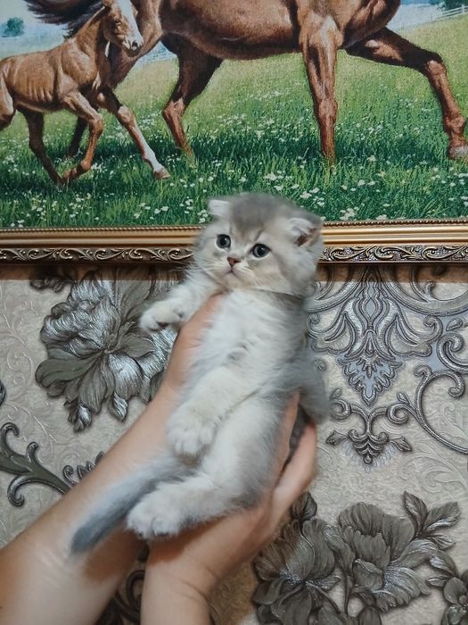 Продаётся шиншилла мальчик полтора месяца