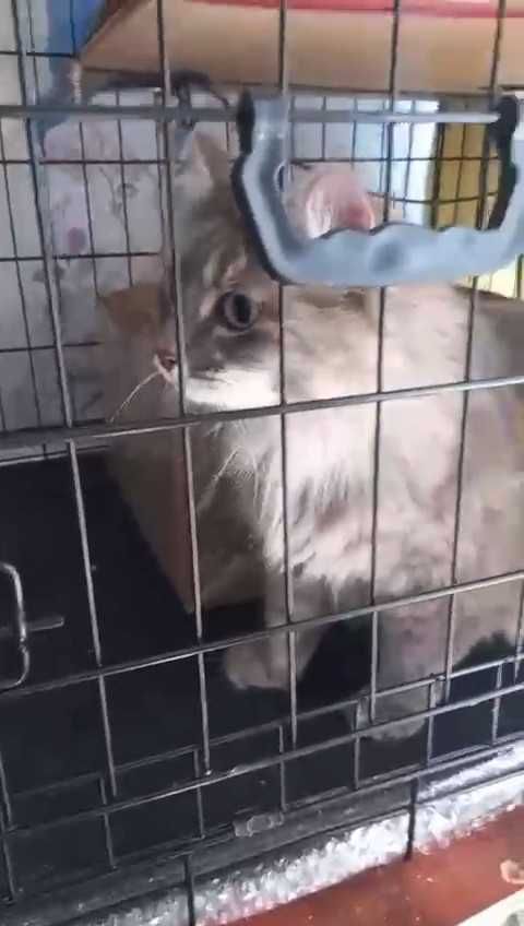 Ищем кошке новый дом!