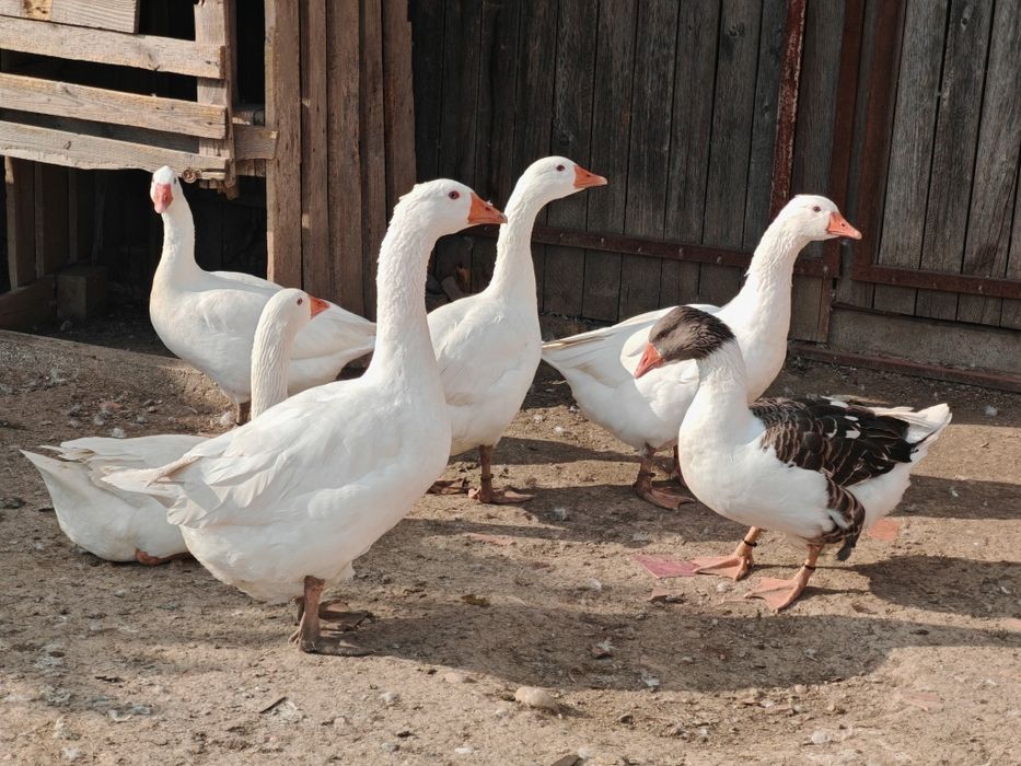 4 gâște și 3 gâscani