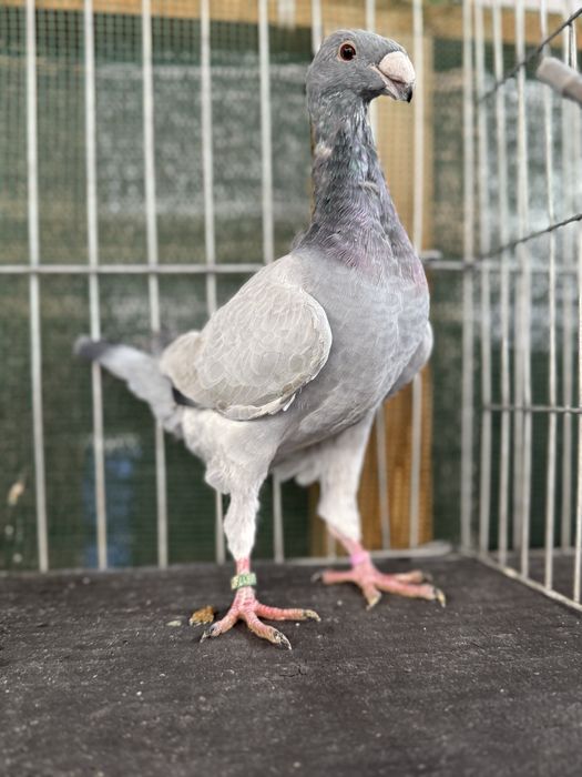 Voiajori germani Barless