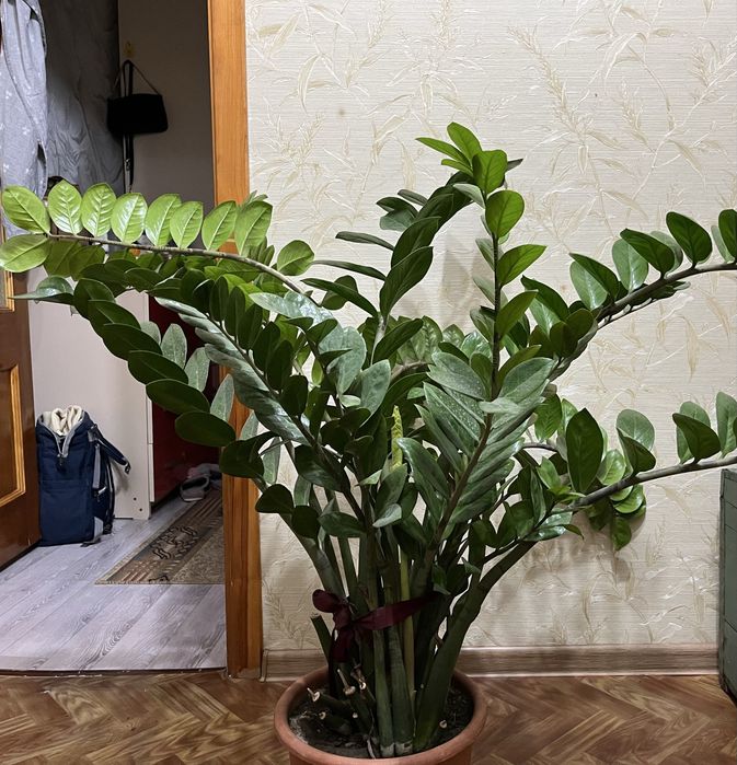 Продам комнатный цветок Замиокулькас (денежное дерево)