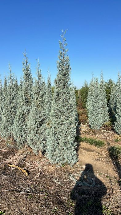 Vând chiparos arizonica