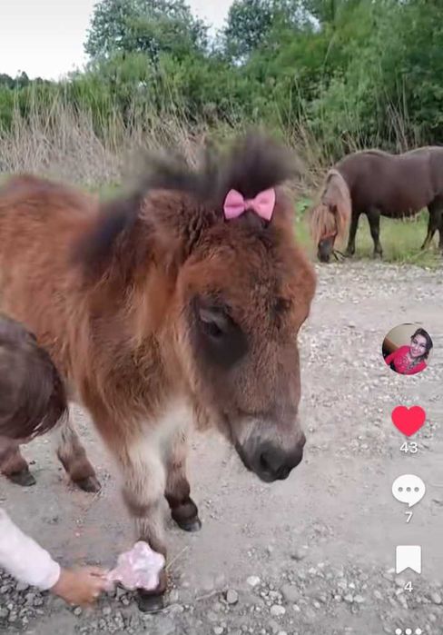 Vând poneiță si mânzucă foarte cuminti învățate cu copii!