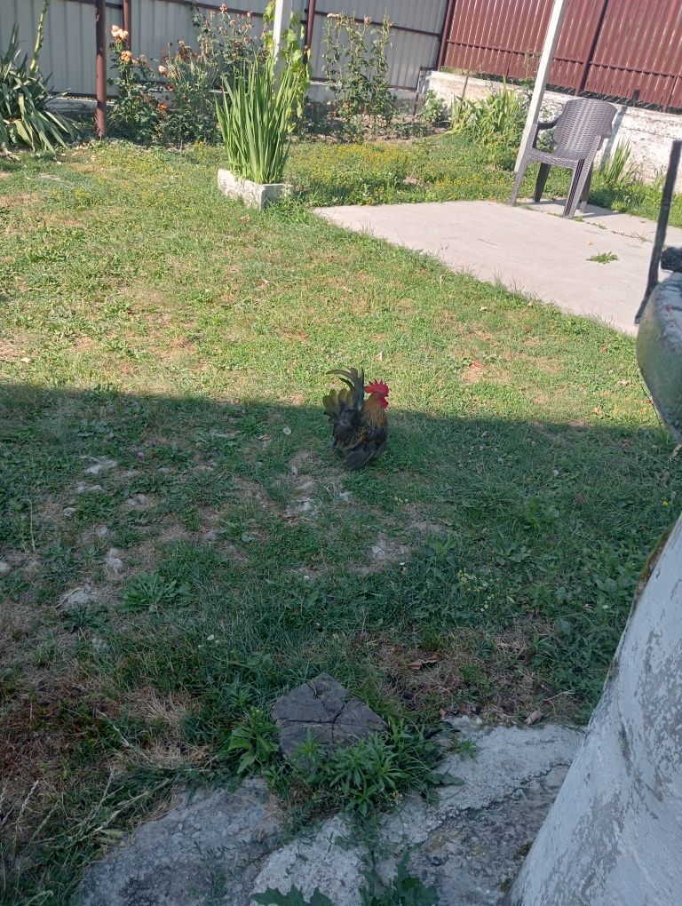 Cocoșel chabo de vanzare