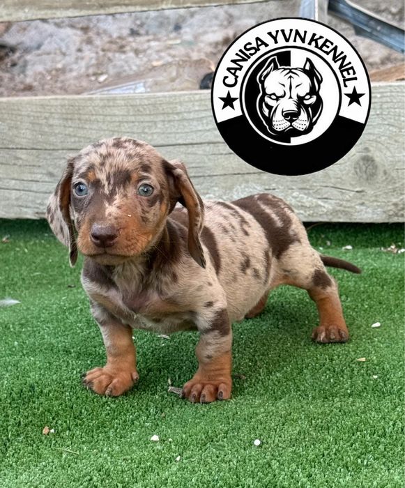 Mascul teckel miny cioco merle