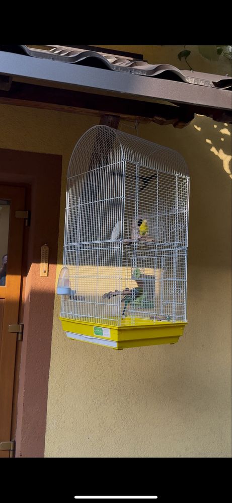 Colivie Papagli medie