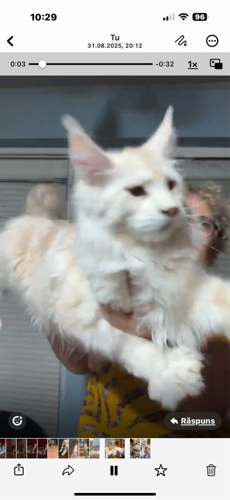 Maine Coon Gigant
